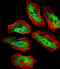 Translin antibody, LS-C160257, Lifespan Biosciences, Immunofluorescence image 