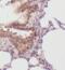 Musashi RNA Binding Protein 1 antibody, FNab10123, FineTest, Immunohistochemistry frozen image 