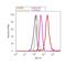 Internexin Neuronal Intermediate Filament Protein Alpha antibody, 32-3600, Invitrogen Antibodies, Flow Cytometry image 