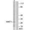 Histidine Triad Nucleotide Binding Protein 1 antibody, PA5-49809, Invitrogen Antibodies, Western Blot image 