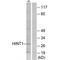 Hint antibody, PA5-49809, Invitrogen Antibodies, Western Blot image 