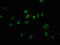 LIM Homeobox 2 antibody, LS-C670443, Lifespan Biosciences, Immunofluorescence image 