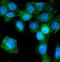 Tight Junction Protein 2 antibody, PA1957, Boster Biological Technology, Immunofluorescence image 