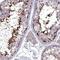 Melanocortin 5 Receptor antibody, NBP2-14224, Novus Biologicals, Immunohistochemistry frozen image 