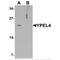 Yippee Like 4 antibody, MBS150413, MyBioSource, Western Blot image 