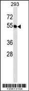Butyrophilin Subfamily 2 Member A1 antibody, 58-384, ProSci, Western Blot image 