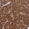 Endothelin Converting Enzyme 1 antibody, HPA001490, Atlas Antibodies, Immunohistochemistry frozen image 