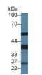 Fetuin B antibody, LS-C304084, Lifespan Biosciences, Western Blot image 