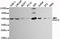 Histone deacetylase 3 antibody, TA346962, Origene, Western Blot image 