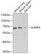 SLAM family member 6 antibody, 13-589, ProSci, Western Blot image 