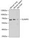 SLAM Family Member 6 antibody, 13-589, ProSci, Western Blot image 