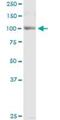 DGCR8 Microprocessor Complex Subunit antibody, H00054487-B01P, Novus Biologicals, Western Blot image 