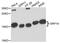 Signal Recognition Particle 14 antibody, A12926, ABclonal Technology, Western Blot image 