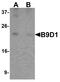 B9 Domain Containing 1 antibody, A10722, Boster Biological Technology, Western Blot image 