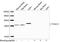 Torsin Family 1 Member A antibody, LS-B14131, Lifespan Biosciences, Western Blot image 