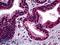 Structural Maintenance Of Chromosomes 1A antibody, LS-B5432, Lifespan Biosciences, Immunohistochemistry frozen image 