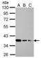 Regulation Of Nuclear Pre-MRNA Domain Containing 1B antibody, GTX119969, GeneTex, Western Blot image 