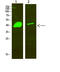 Distal-Less Homeobox 2 antibody, A03617, Boster Biological Technology, Western Blot image 