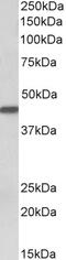 Proteinase 3 antibody, 43-456, ProSci, Western Blot image 