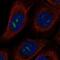 Metallophosphoesterase Domain Containing 2 antibody, PA5-66505, Invitrogen Antibodies, Immunofluorescence image 