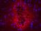 TGF beta antibody, ab64715, Abcam, Immunohistochemistry frozen image 