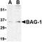 BCL2 Associated Athanogene 1 antibody, orb74740, Biorbyt, Western Blot image 