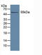 Aldehyde Dehydrogenase 1 Family Member A1 antibody, LS-C373310, Lifespan Biosciences, Western Blot image 