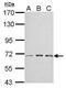 Insulin Like Growth Factor 2 MRNA Binding Protein 2 antibody, PA5-29869, Invitrogen Antibodies, Western Blot image 