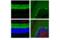 Glutamate Decarboxylase 1 antibody, 41318S, Cell Signaling Technology, Immunofluorescence image 