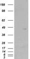 Src Kinase Associated Phosphoprotein 2 antibody, EB05356, Everest Biotech, Western Blot image 