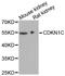 Cyclin Dependent Kinase Inhibitor 1C antibody, A2060, ABclonal Technology, Western Blot image 