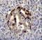 Syntaxin Binding Protein 3 antibody, LS-C161599, Lifespan Biosciences, Immunohistochemistry frozen image 