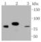 STAT3 antibody, NBP2-67432, Novus Biologicals, Western Blot image 