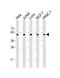 Adrenoceptor Alpha 2A antibody, LS-C392895, Lifespan Biosciences, Western Blot image 