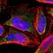 Zinc Finger Protein 133 antibody, PA5-51587, Invitrogen Antibodies, Immunofluorescence image 