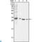 BCL10 Immune Signaling Adaptor antibody, LS-C813990, Lifespan Biosciences, Western Blot image 