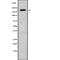 Kinesin Family Member 13B antibody, abx216453, Abbexa, Western Blot image 