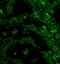 Component Of Inhibitor Of Nuclear Factor Kappa B Kinase Complex antibody, orb5516, Biorbyt, Immunofluorescence image 