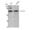 X-Ray Repair Cross Complementing 6 antibody, STJ93865, St John