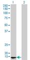 RNA Polymerase II Subunit D antibody, H00005433-M01, Novus Biologicals, Western Blot image 