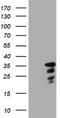 Jun Proto-Oncogene, AP-1 Transcription Factor Subunit antibody, TA800614BM, Origene, Western Blot image 