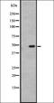 5-Hydroxytryptamine Receptor 1D antibody, orb335516, Biorbyt, Western Blot image 