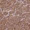 Small G Protein Signaling Modulator 3 antibody, NBP2-13304, Novus Biologicals, Immunohistochemistry paraffin image 