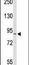 Component Of Oligomeric Golgi Complex 2 antibody, PA5-26385, Invitrogen Antibodies, Western Blot image 