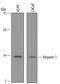 Ninjurin-1 antibody, PA5-47697, Invitrogen Antibodies, Western Blot image 