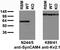 SynCAM4 antibody, 73-247, Antibodies Incorporated, Western Blot image 