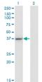 LUC7 Like antibody, H00055692-M05, Novus Biologicals, Western Blot image 