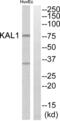 KAL antibody, abx014196, Abbexa, Western Blot image 