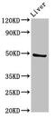 Protein Kinase C And Casein Kinase Substrate In Neurons 3 antibody, CSB-PA892456LA01HU, Cusabio, Western Blot image 