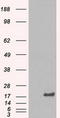 Crystallin Alpha B antibody, LS-C784382, Lifespan Biosciences, Western Blot image 
